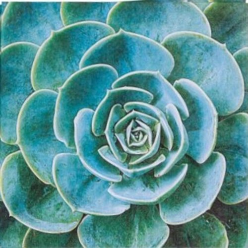 Serviette papier motif cactus vert 