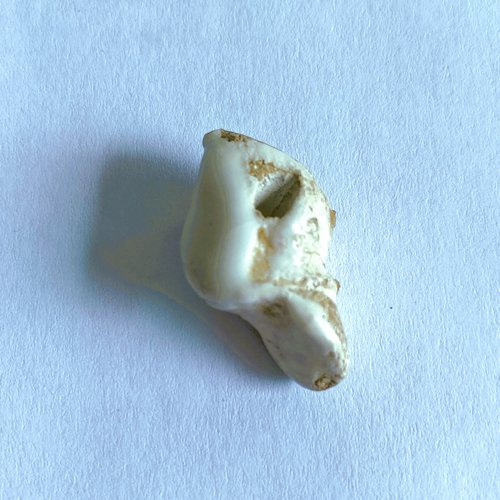 Perle céramique émaillée forme dent, croc 25 x 15 mm fabrication artisanale faite main