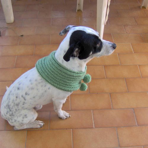 Snood pour chien en laine tricoté main