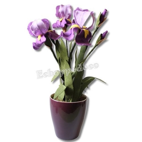Fleur, pot de 5 iris violet