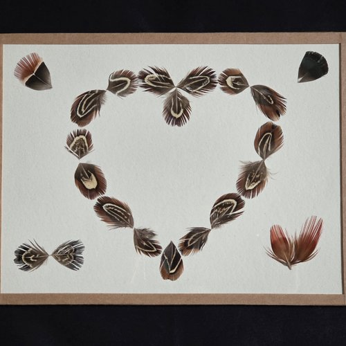 Coeur de plumes