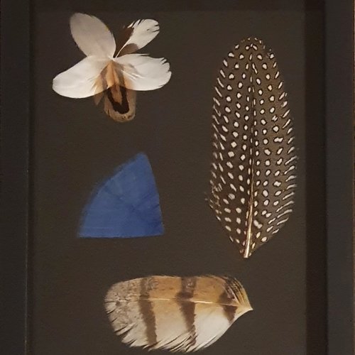 Cadre décoratif avec des plumes naturelles