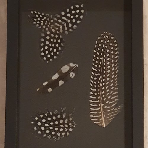 Cadre décoratif avec des plumes naturelles