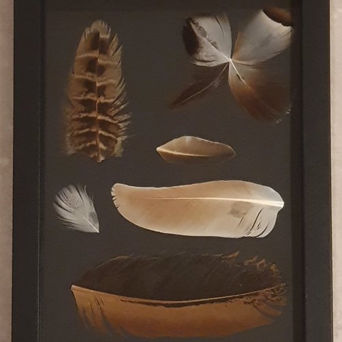 Cadre décoratif avec des plumes naturelles