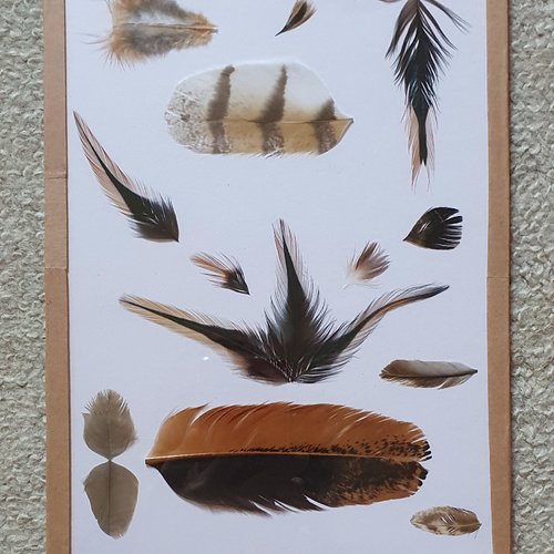 Cadre décoratif avec des plumes naturelles