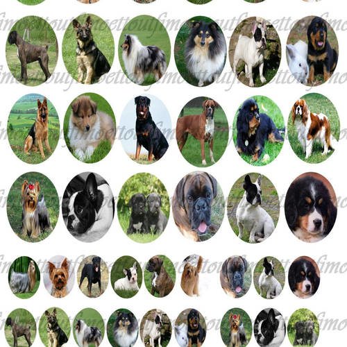 48 image digitale cabochon les chiens ovale 30x40 et 18x25 (envoi mail) 