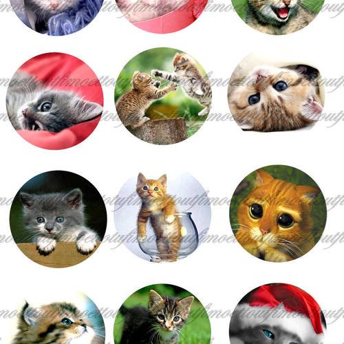 12 images digitale les chats rond 56 mm,miroir .....(envoi mail) 