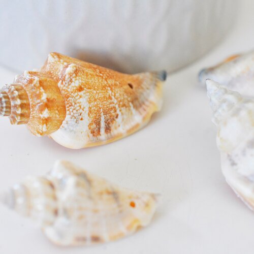 Natural spiral shell conch, pierced shell, shell pendant, jewelry creation, jewelry shell, the 5.37mm-g1659
