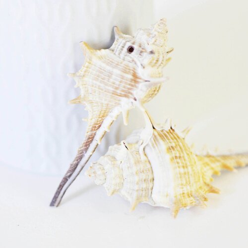Coquillage naturel spirale conch,un trou, fourniture créative, pendentif coquillage, création bijoux, coquillage bijou, lot de 5,40mm g5139
