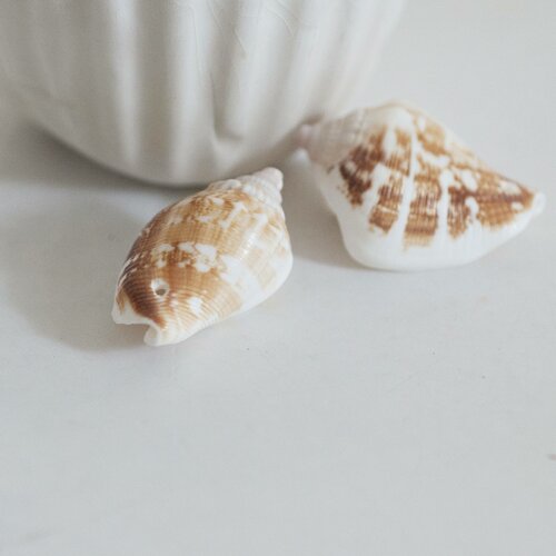 Conch natural shells, pierced shell, creative supply, shell pendant, jewelry creation, jewelry shell, lot of 5-g467