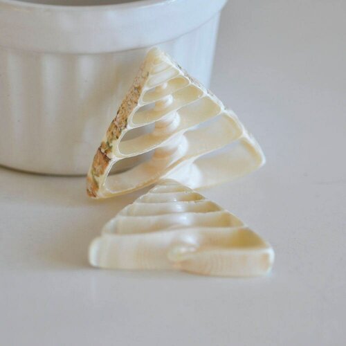 Natural shell pendant triangle cream, creative supply, shell pendant, jewelry creation, jewelry shell, lot of 5,g3140