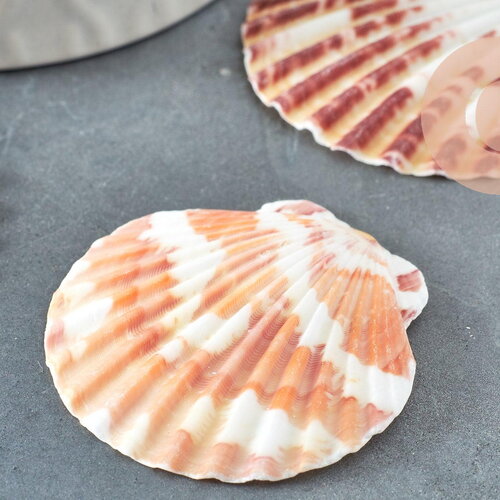 Coquillage naturel coque saint jacques, pendentif coquillage,coquillage bijou,coquillage naturel, x2 g1753