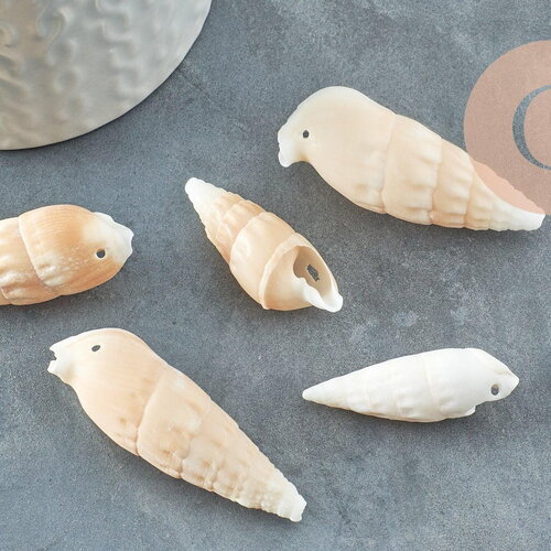 Pendentif coquillage naturel spirale conch 47mm, x5 (g1658)
