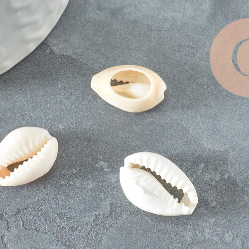 Coquillages cauris ouverts 15mm, x10 ou x50 (g2033)
