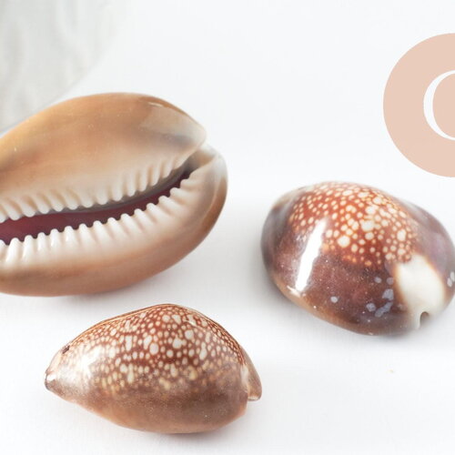 Pendentif coquillage naturel marron, coquillage porcelaine, pendentif coquillage, création coquillage bijou, x1 g0707