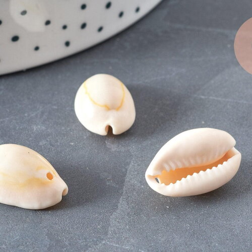 Coquillages cauris naturels percés, x10-50-100 (g0583)