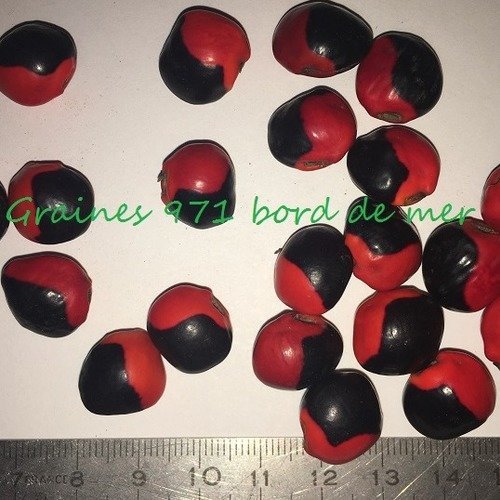 Graines de caconnier rouge tache noir