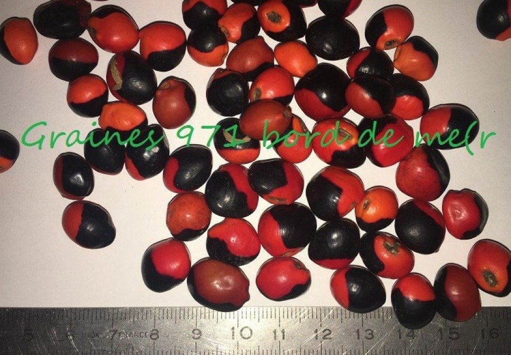 Graine De Caconnier Petite Tache Rouge Et Noir Un Grand Marche