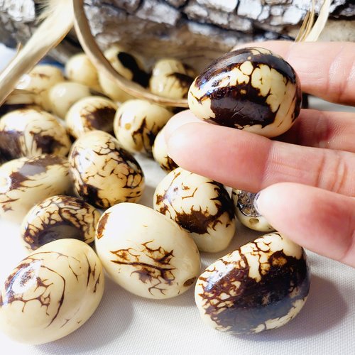 Tagua noix entière avec des restes de la coque