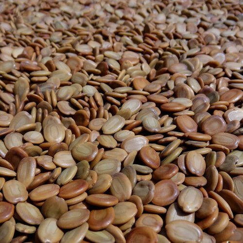 25 grammes de graines d' ébénier d'orient (siris) récoltées à madagascar