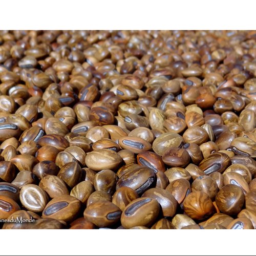 25 grammes de pois bord de mer récoltées à madagascar