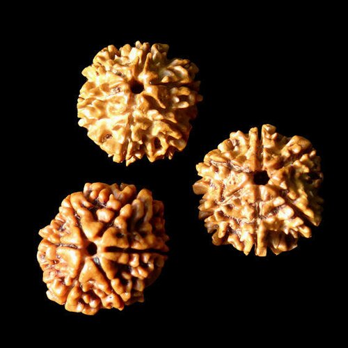 3 rudraksha 6 mukhi, percées, origine népal