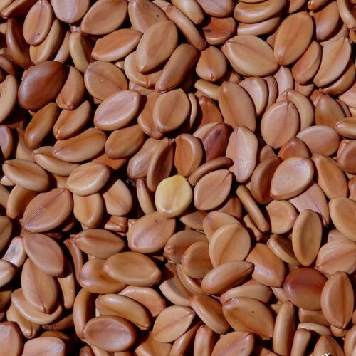 50 grammes de graines de grande casse non percées, récoltées à madagascar