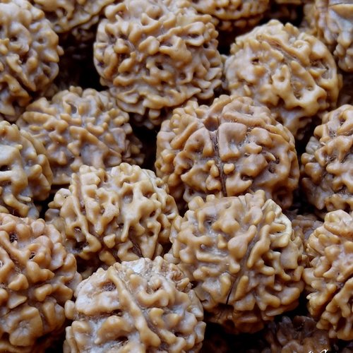 25 grammes de rudraksha de grande taille, percées, 5 mukhi provenant du népal