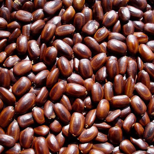 25 grammes de graines d'arbre à pluie non percées, récoltées à madagascar