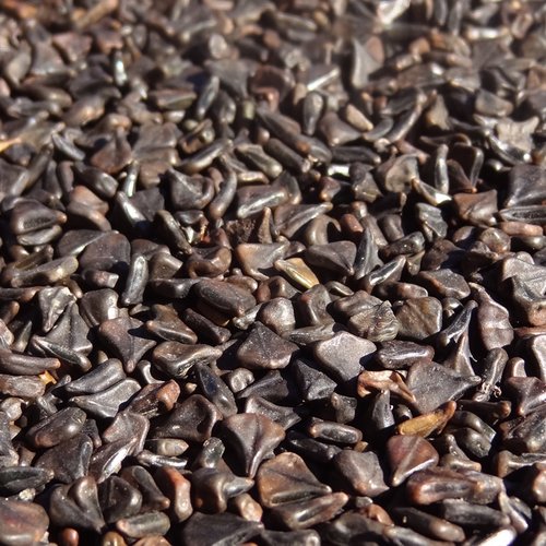 25 grammes de graines de dartrier non percées récoltées à madagascar