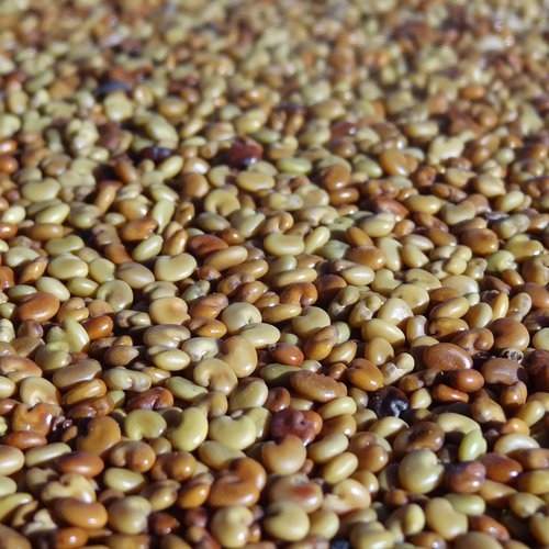 25 grammes de graines de crotalaria non percées récoltées à madagascar