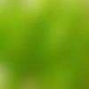 30 petites plumes couleur verte, tailles differentes