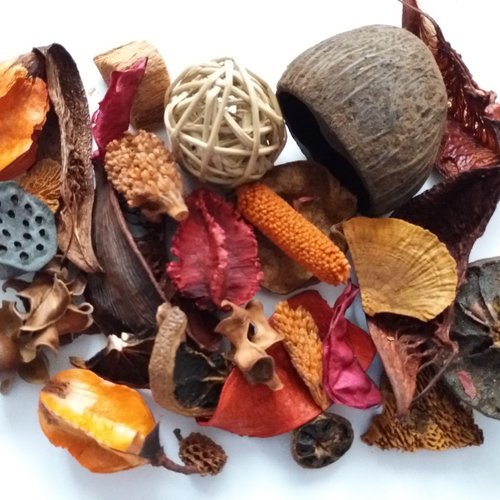 Végétaux séchés pour home-déco (lot 3) -  arts plastiques, décoration, créations personnelles