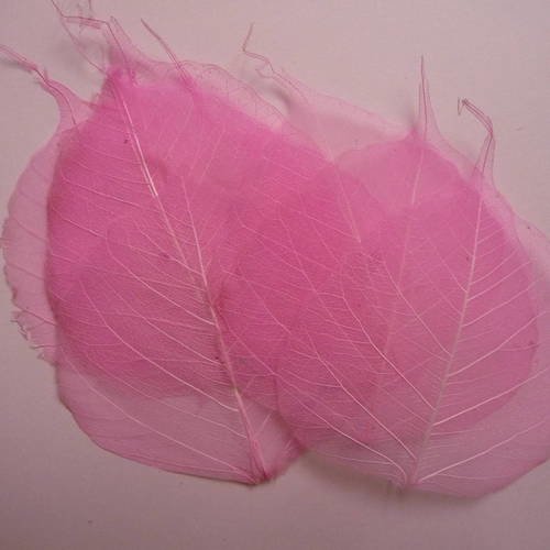 10 grandes feuilles squelettes vegetales couleur rose 