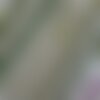Galon de passementerie vert, jaune et ivoire, bordure d'abat jour,ornement rideau,galon vert clair à franges,passementerie française,2429