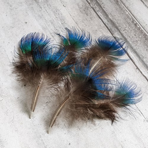 6 plumes de paon naturelles bleu vert 65-75mm récolte éthique france