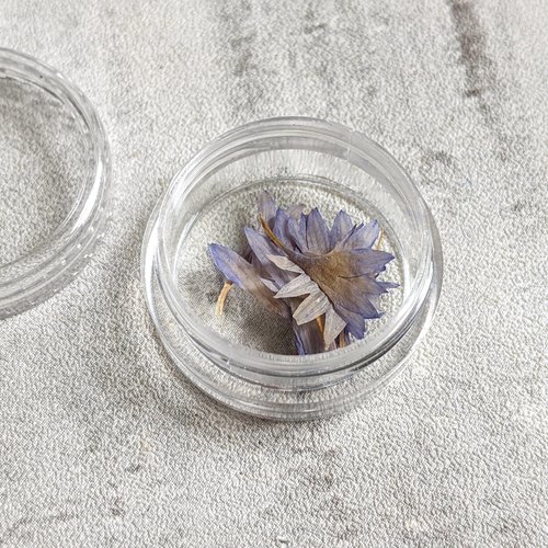 Fin de stocks fleurs séchées japonaises teintées violet pastel environ 10 fleurs