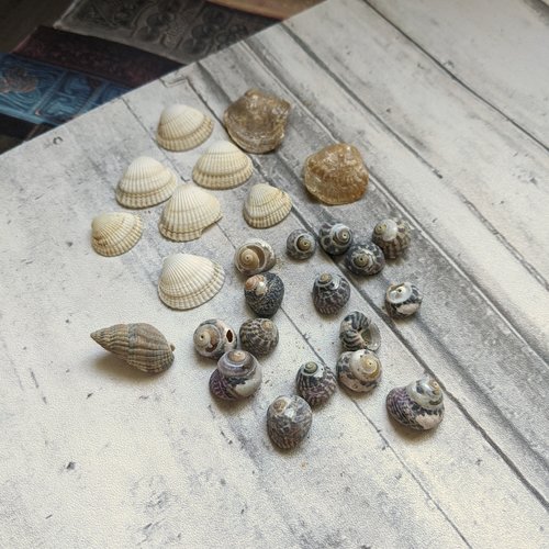 26 coquillages naturels de bord de mer pour créations