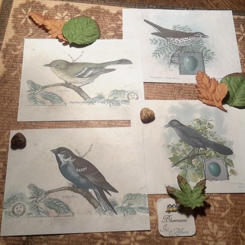 Lot 4 cartes, images, scrapbooking.  illustrations oiseaux. loisirs créatifs. papier à motifs. nature. carterie.  papeterie 