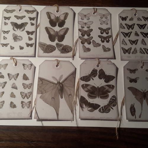 Lot  8 étiquettes rétro,  papillons façon planches histoire naturelle, liens ficelle jute, sur beau papier épais.