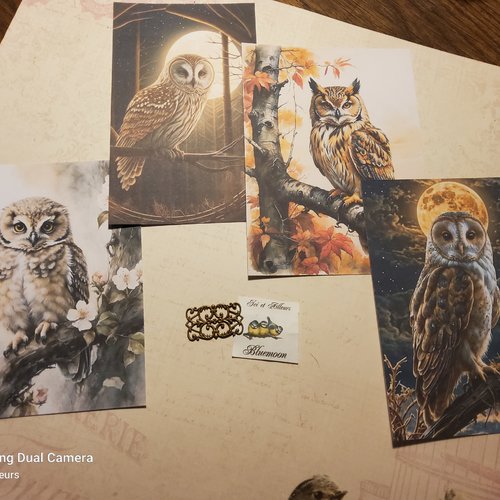 Lot de 4 images chouettes et hiboux. cartes, scrapbooking, carterie,loisirs créatifs...
