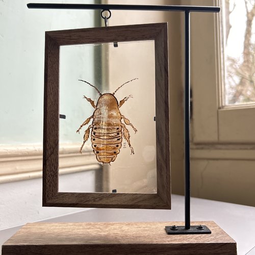 Vitrail de la blatte