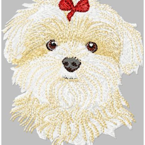 Bichon11x12