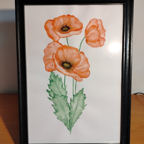 Aquarelle coquelicot