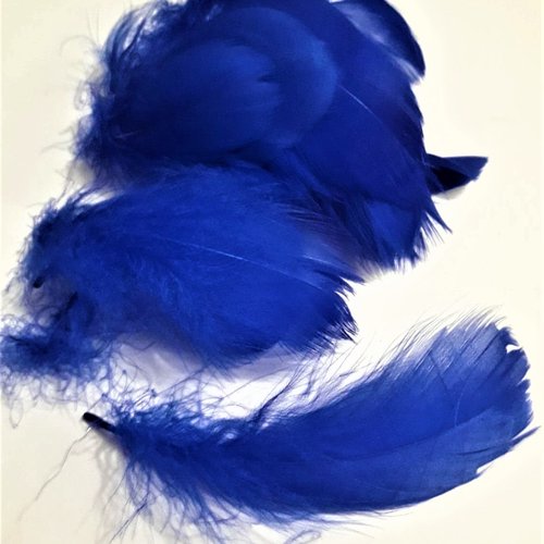 10 plumes  d'oie naturelles, bleu roi 7-12 cm td
