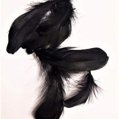 20 plumes noires d'oie naturelles td