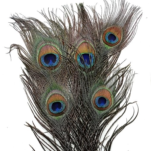 Plumes naturelles de paon, 20-30 cm
