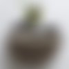Banane