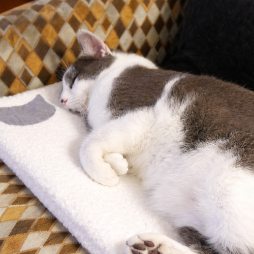 Tapis confortable pour chat – multicouche doux et respirant – canapé, voiture, fenêtre