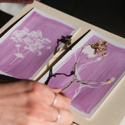 Vide atelier - kit photogramme rose - petit format - comme le cyanotype, mais en rose !